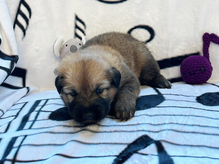 chinook puppy